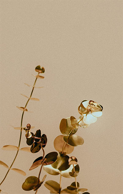 decoration-eucalyptus-les-aubepines-limoges