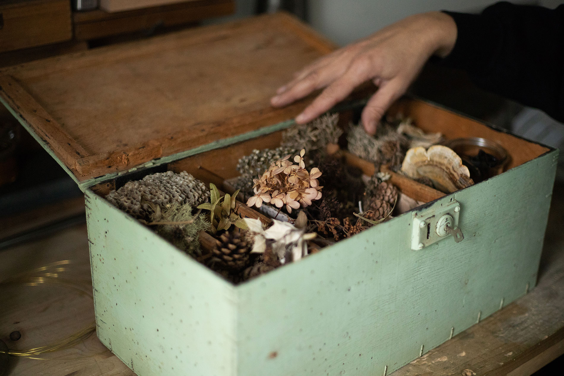 Main ouvrant une malle en bois vert remplie de trésors glanés en forêt : pommes de pin, fleurs séchées, lichens, champignon