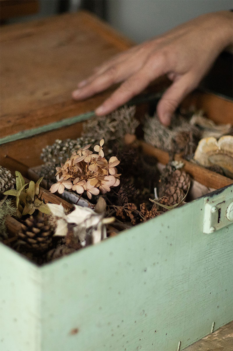 Main ouvrant une malle en bois vert remplie de trésors glanés en forêt : pommes de pin, fleurs séchées, lichens, champignon