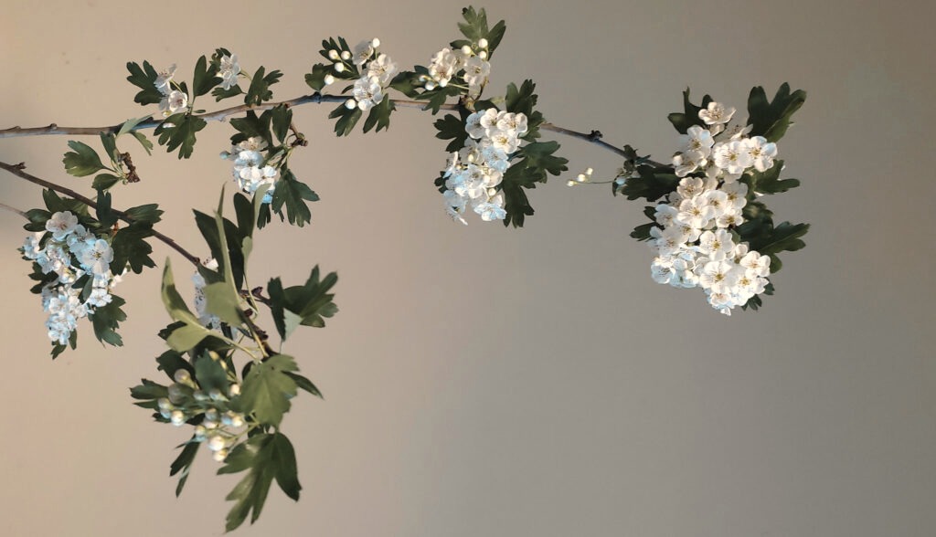 Branche d'aubépine en fleurs sur un mur clair, la plante qui a donné son nom aux Aubépines