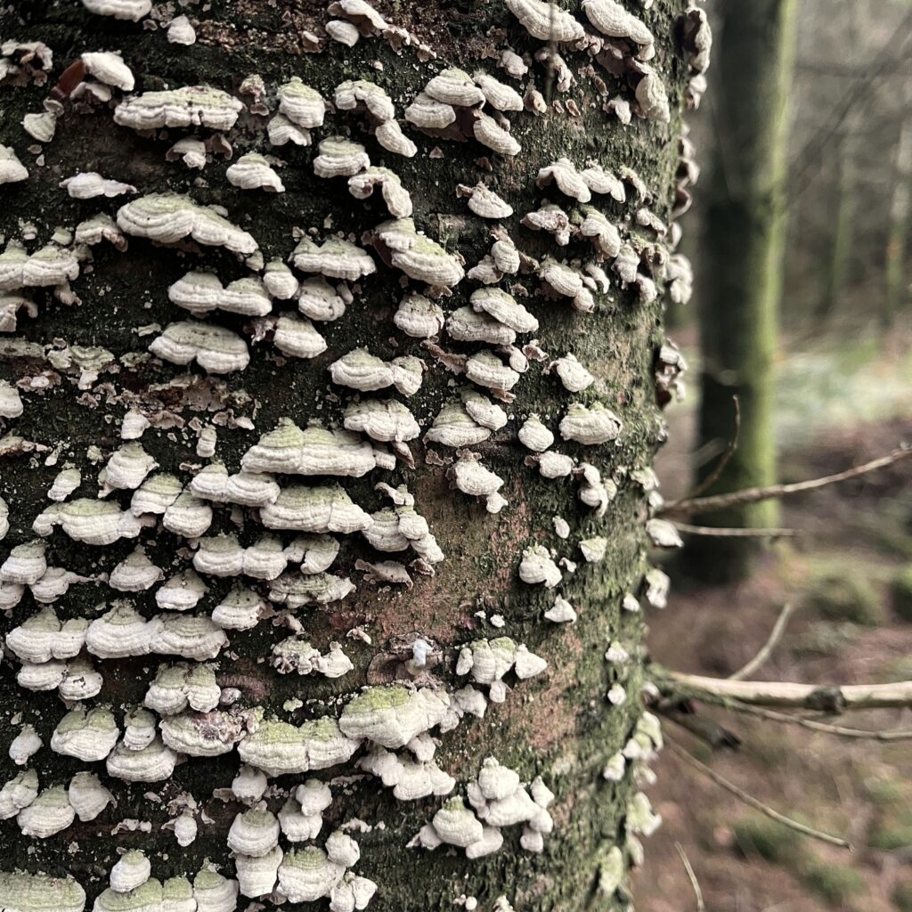 Champignons en dentelle sur une écorce couverte de mousse, en forêt limousine